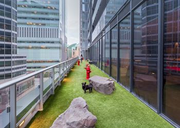 a dog on a balcony in the middle of skyscrapers